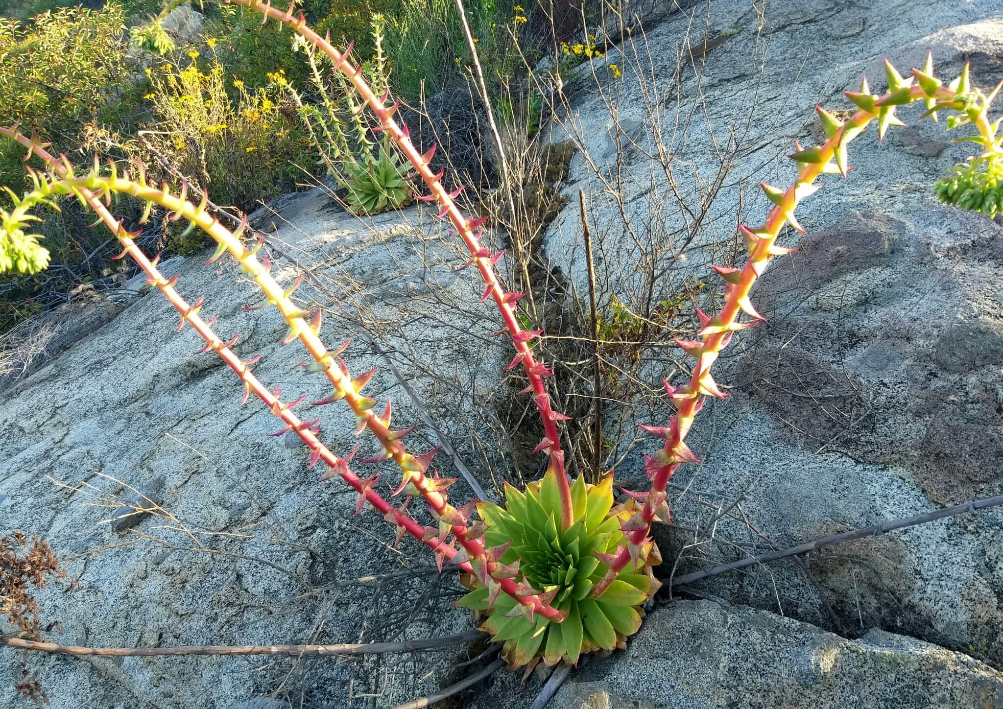 Dudleya brittonii